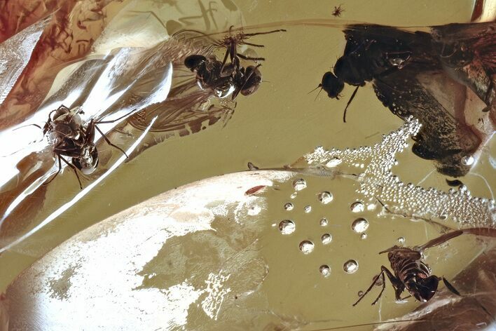 Detailed Fossil Flies (Dolichopodidae) In Baltic Amber #335845